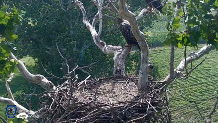 PA Farm Country Eagles Live Cams - Jul 19, 2026, 9:51am EDT
