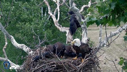 PA Farm Country Eagles Live Cams - Jun 8, 2026, 5:22pm EDT
