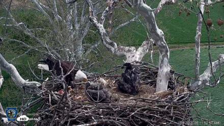 PA Farm Country Eagles Live Cams - Apr 20, 2026, 11:53am EDT