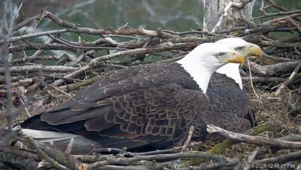 PA Farm Country Eagles Live Cams - Mar 16, 2026, 12:49pm EDT