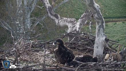 PA Farm Country Eagles Live Cams - Apr 24, 2026, 7:49am EDT