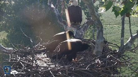 PA Farm Country Eagles Live Cams - May 20, 2026, 7:56am EDT