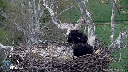 PA Farm Country Eagles Live Cams - May 2, 2026, 7:10am EDT