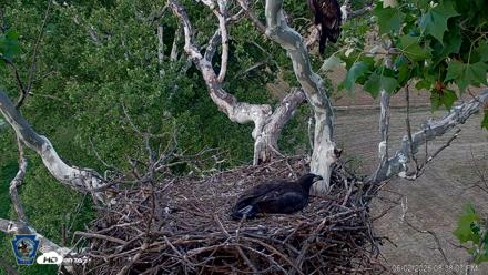 PA Farm Country Eagles Live Cams - Jun 2, 2026, 8:38pm EDT