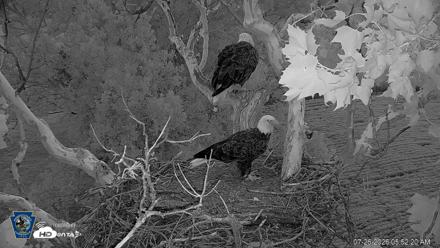 PA Farm Country Eagles Live Cams - Jul 26, 2026, 5:53am EDT