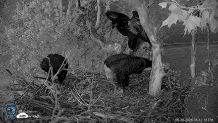 PA Farm Country Eagles Live Cams - May 30, 2026, 8:43pm EDT