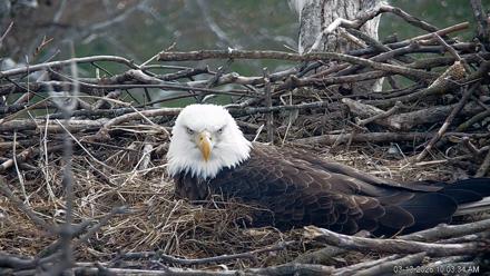 PA Farm Country Eagles Live Cams - Mar 13, 2026, 10:04am EDT