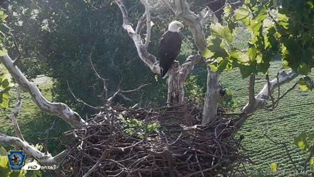 PA Farm Country Eagles Live Cams - Aug 13, 2026, 8:13am EDT