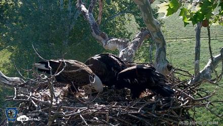 PA Farm Country Eagles Live Cams - May 20, 2026, 8:14am EDT