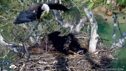 PA Farm Country Eagles Live Cams - May 13, 2026, 6:24pm EDT