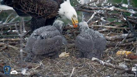 PA Farm Country Eagles Live Cams - Apr 12, 2026, 6:10pm EDT