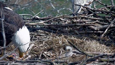 PA Farm Country Eagles Live Cams - Mar 20, 2026, 2:01pm EDT