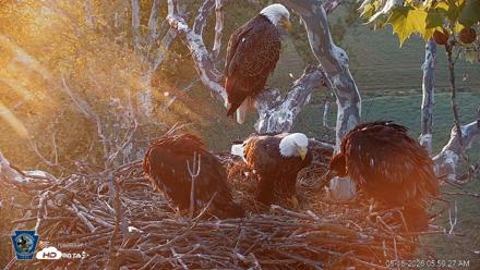 PA Farm Country Eagles Live Cams - May 16, 2026, 6:00am EDT