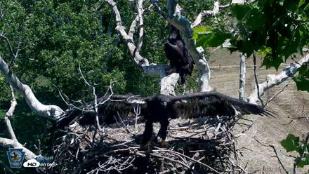 PA Farm Country Eagles Live Cams - Jun 5, 2026, 1:11pm EDT