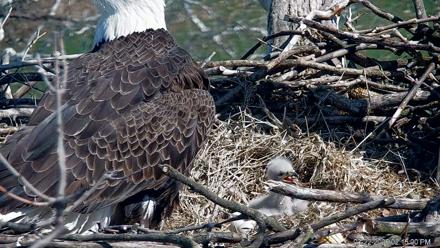 PA Farm Country Eagles Live Cams - Mar 22, 2026, 2:15pm EDT