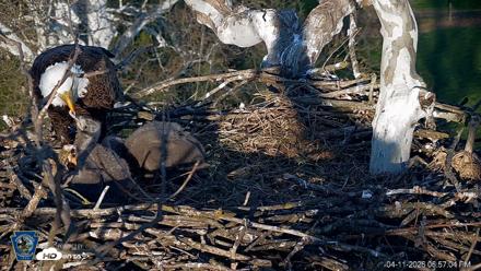 PA Farm Country Eagles Live Cams - Apr 11, 2026, 6:57pm EDT