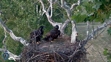 PA Farm Country Eagles Live Cams - Jun 9, 2026, 7:55pm EDT