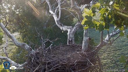 PA Farm Country Eagles Live Cams - Jul 24, 2026, 6:42am EDT