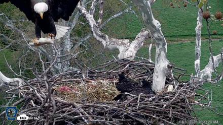 PA Farm Country Eagles Live Cams - Apr 30, 2026, 10:35am EDT