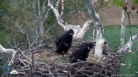 PA Farm Country Eagles Live Cams - May 9, 2026, 7:17am EDT
