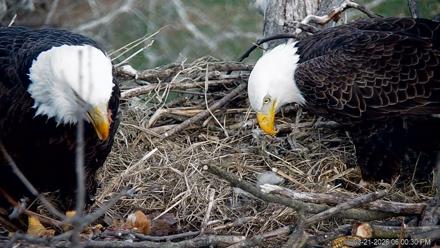 PA Farm Country Eagles Live Cams - Mar 21, 2026, 6:01pm EDT