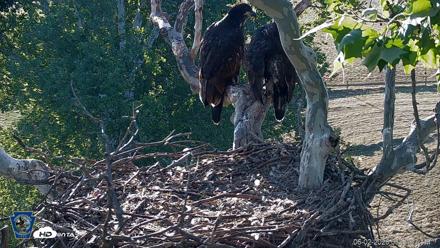 PA Farm Country Eagles Live Cams - Jun 2, 2026, 6:48am EDT