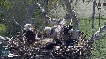 PA Farm Country Eagles Live Cams - May 3, 2026, 9:46am EDT
