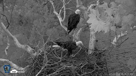 PA Farm Country Eagles Live Cams - Jul 22, 2026, 6:07am EDT