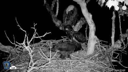 PA Farm Country Eagles Live Cams - May 12, 2026, 12:25am EDT