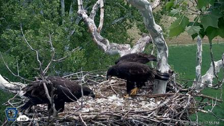 PA Farm Country Eagles Live Cams - May 26, 2026, 1:18pm EDT