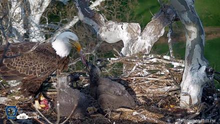 PA Farm Country Eagles Live Cams - Apr 12, 2026, 6:42pm EDT