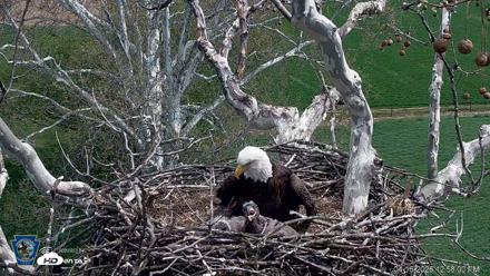 PA Farm Country Eagles Live Cams - Apr 16, 2026, 12:58pm EDT