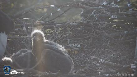 PA Farm Country Eagles Live Cams - Apr 12, 2026, 7:20am EDT