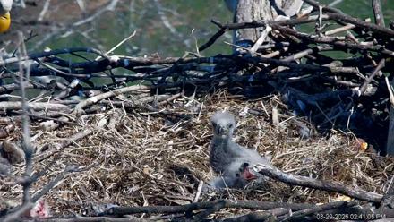 PA Farm Country Eagles Live Cams - Mar 29, 2026, 2:41pm EDT