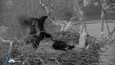 PA Farm Country Eagles Live Cams - May 6, 2026, 5:54am EDT