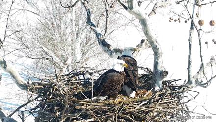 PA Farm Country Eagles Live Cams - Feb 4, 2026, 1:04pm EST
