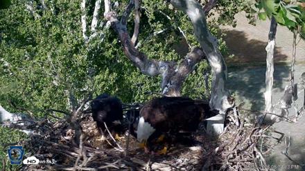 PA Farm Country Eagles Live Cams - May 30, 2026, 6:35pm EDT