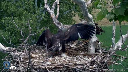 PA Farm Country Eagles Live Cams - May 26, 2026, 1:22pm EDT