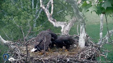PA Farm Country Eagles Live Cams - May 22, 2026, 4:31pm EDT