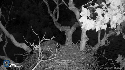 PA Farm Country Eagles Live Cams - Jul 16, 2026, 5:30am EDT