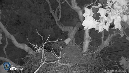 PA Farm Country Eagles Live Cams - Jul 26, 2026, 5:44am EDT