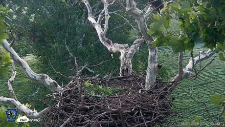 PA Farm Country Eagles Live Cams - Aug 13, 2026, 7:43am EDT