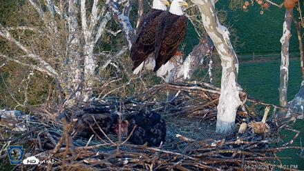 PA Farm Country Eagles Live Cams - Apr 23, 2026, 7:18pm EDT