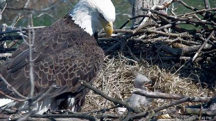 PA Farm Country Eagles Live Cams - Mar 22, 2026, 2:17pm EDT