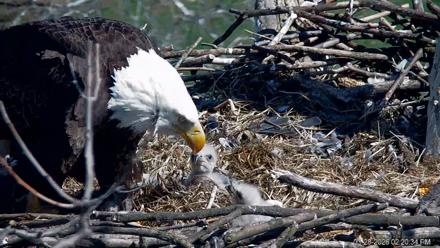 PA Farm Country Eagles Live Cams - Mar 28, 2026, 2:21pm EDT