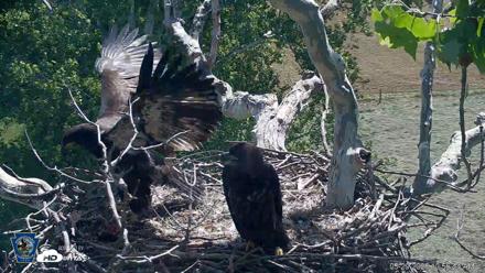 PA Farm Country Eagles Live Cams - May 29, 2026, 10:58am EDT