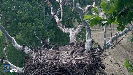 PA Farm Country Eagles Live Cams - Jun 6, 2026, 7:54am EDT