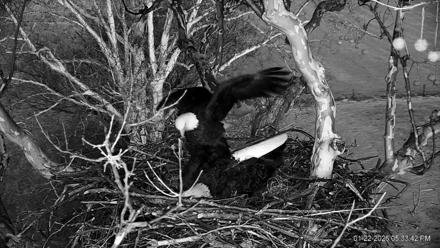 PA Farm Country Eagles Live Cams - Jan 22, 2026, 5:34pm EST