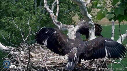 PA Farm Country Eagles Live Cams - May 26, 2026, 1:23pm EDT