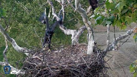 PA Farm Country Eagles Live Cams - Jun 1, 2026, 7:39pm EDT